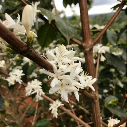 Kenya Kamwangi Factory, Washed