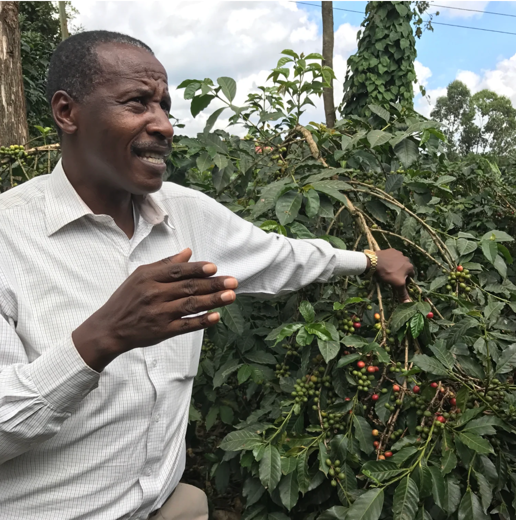 Kenya Kamwangi Factory, Washed