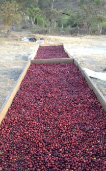 Guatemala, Los Aguacatones, Natural, Bourbon & Villa Sarchi