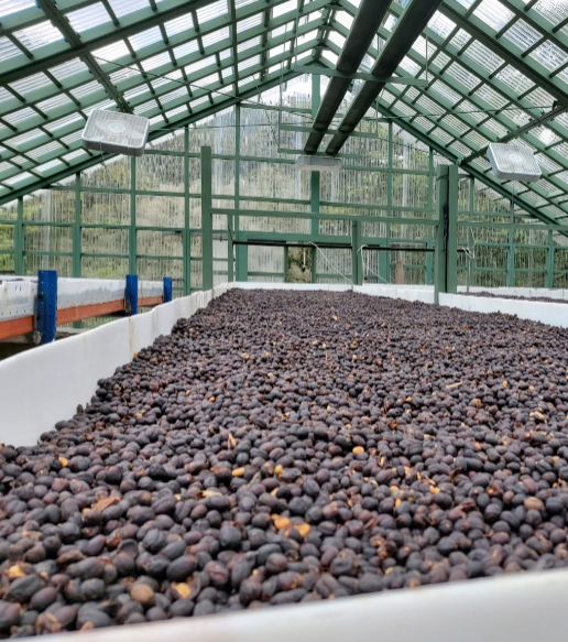 Guatemala, Santa Irene, Gesha Natural