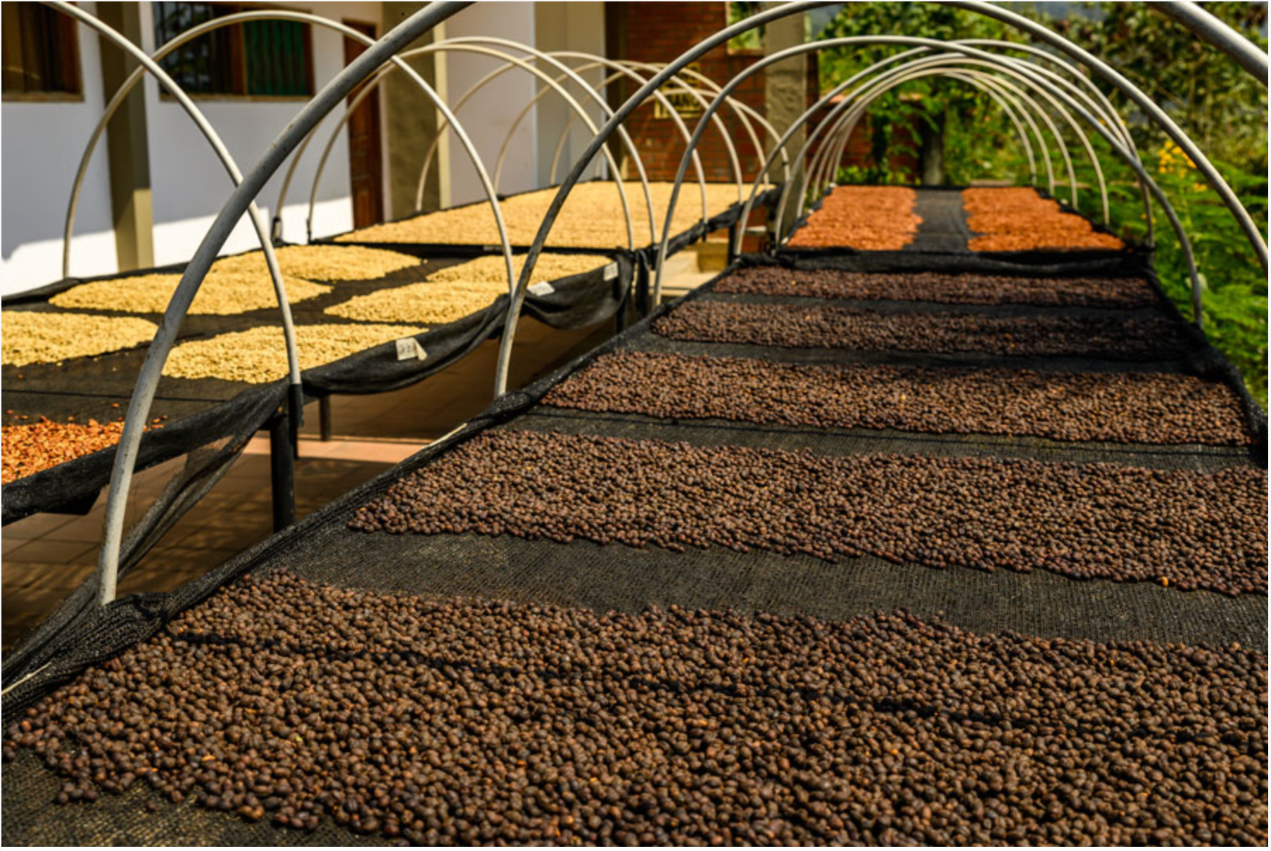 Bolivia, Humberto Mamani, Pacamara, Coco (Oxidized) Natural
