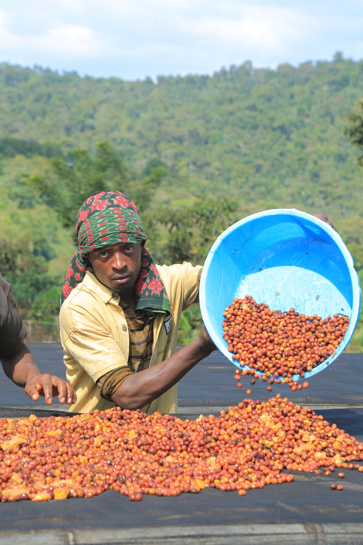 Ethiopia - Aricha