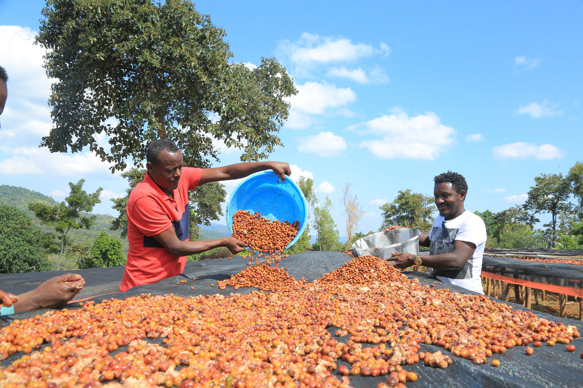 Ethiopia - Aricha
