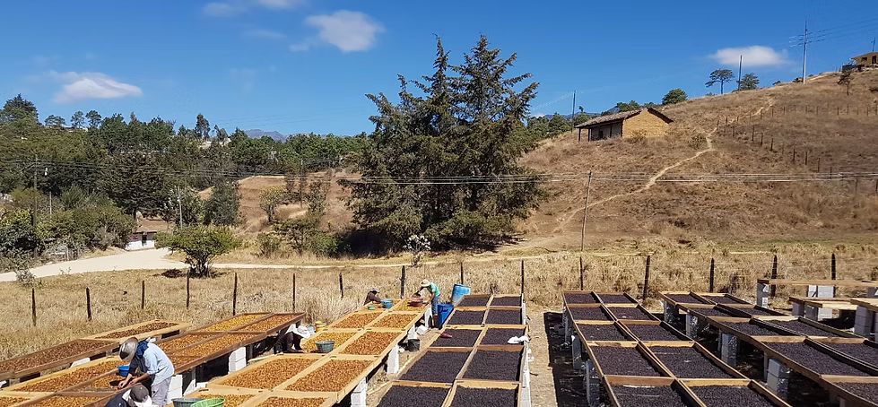 Guatemala, Los Aguacatones, Natural, Bourbon & Villa Sarchi