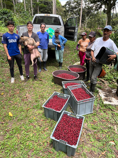 Ecuador Fincas Del Putushio, Typica Mejorado, Fully Washed