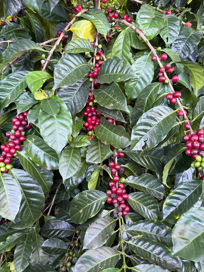 Ecuador Finca La Soledad, Typica Mejorado, TyOxy Washed