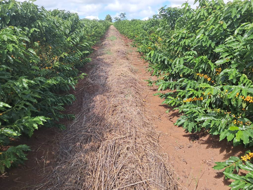 Mozambique, Namaacha, Local varieties, Natural