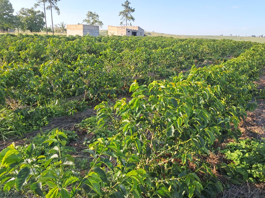 Mozambique, Namaacha, Local varieties, Natural
