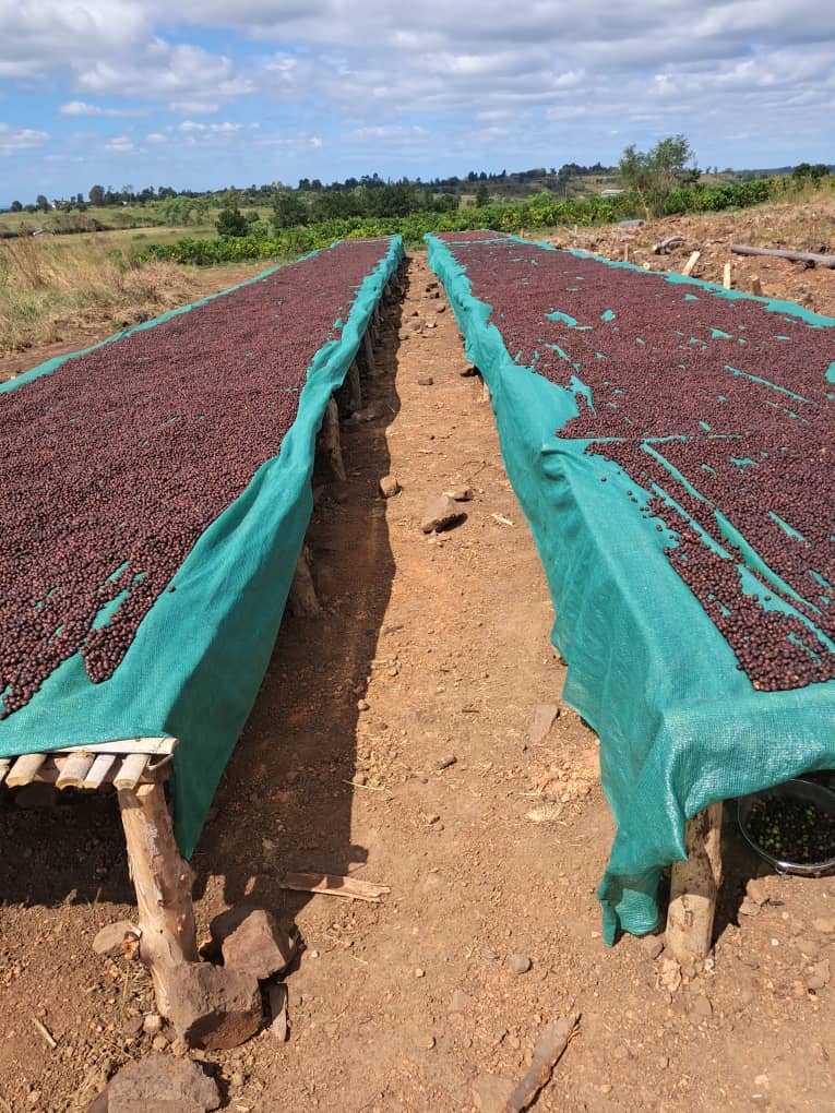 Mozambique, Namaacha, Local varieties, Natural