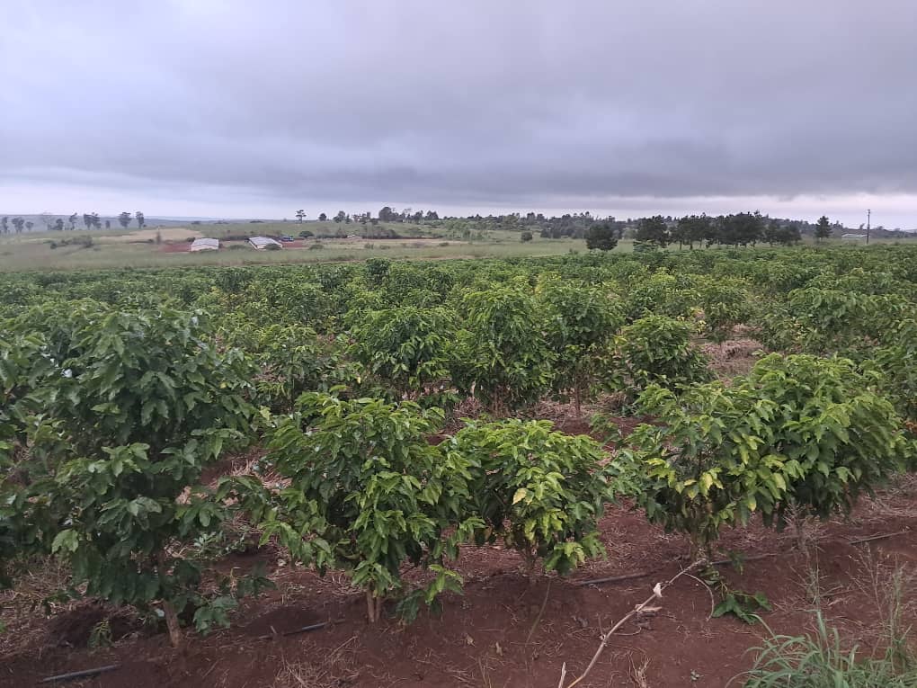 Mozambique, Namaacha, Local varieties, Natural