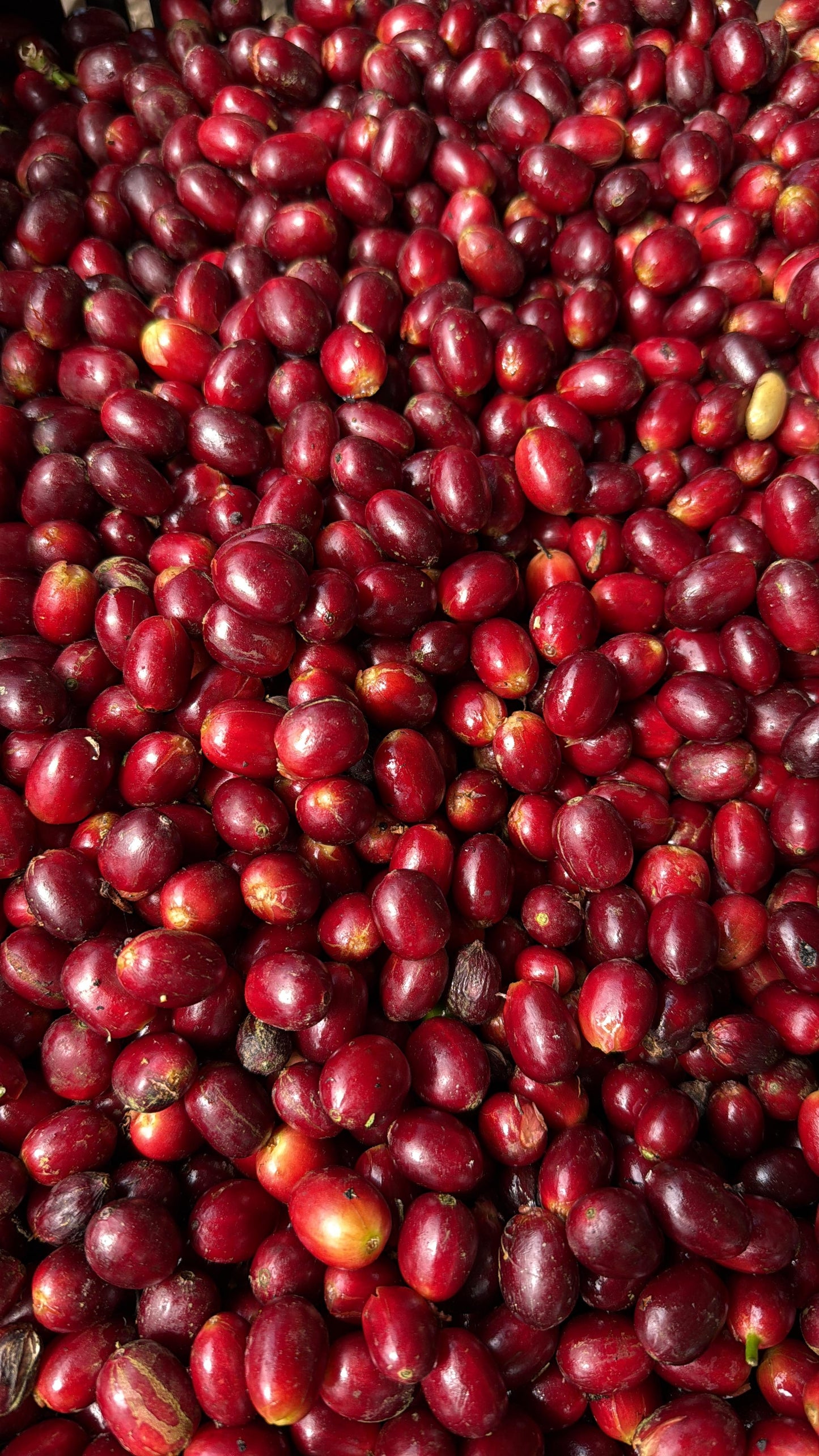 Ecuador Fincas Del Putushio, Typica Mejorado, Fully Washed