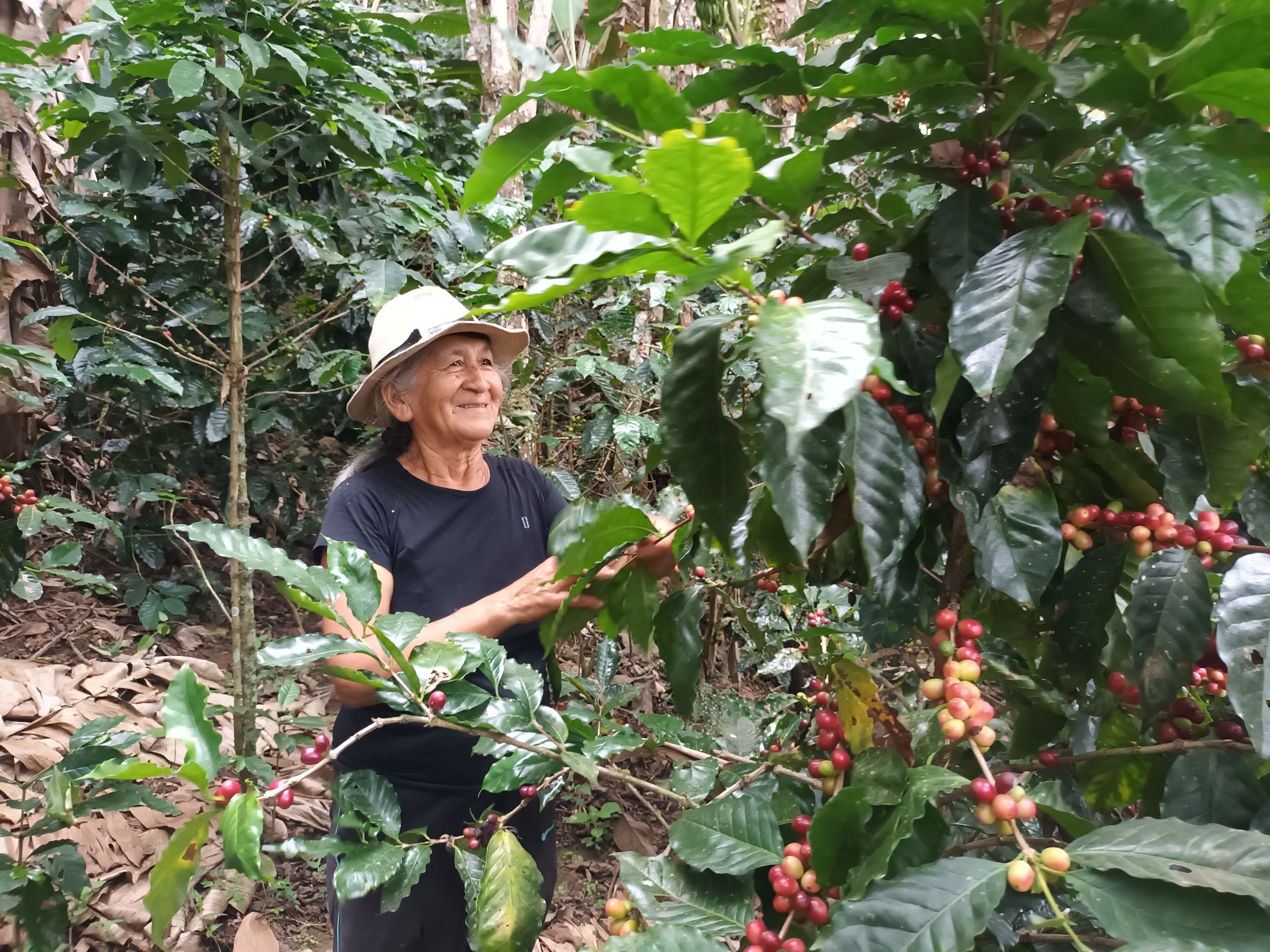 Ecuador Los Romerillos, Mixed Varieties, Washed