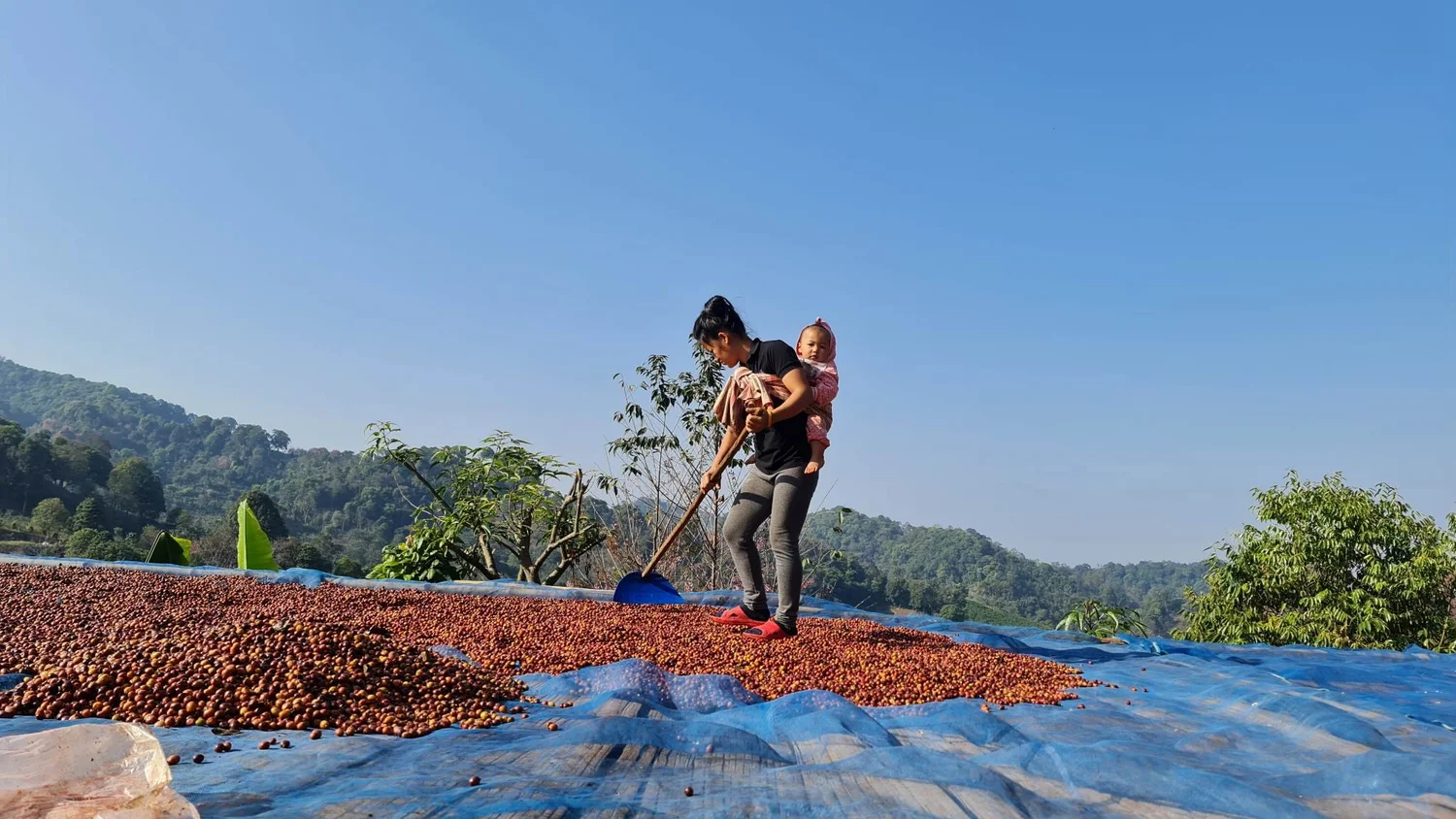 Thailand Huai Chompu, Anaerobic Natural
