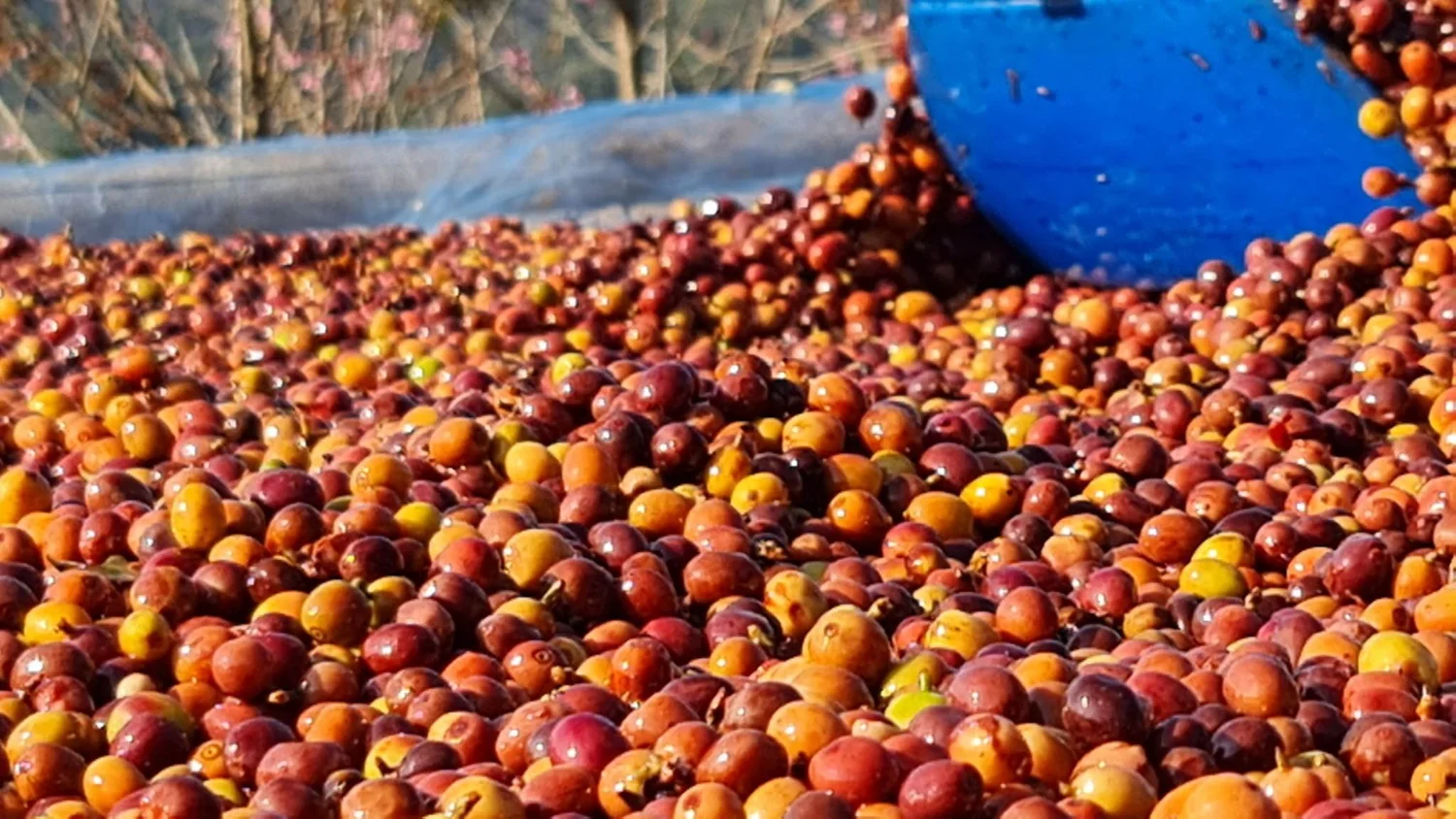 Thailand Huai Chompu, Anaerobic Natural