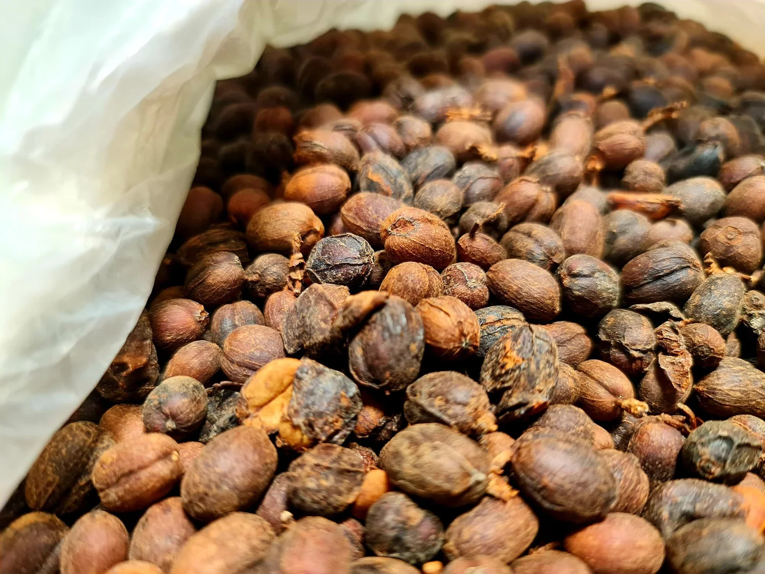Thailand Huai Chompu, Anaerobic Natural