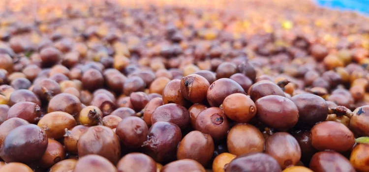 Thailand Huai Chompu, Anaerobic Natural