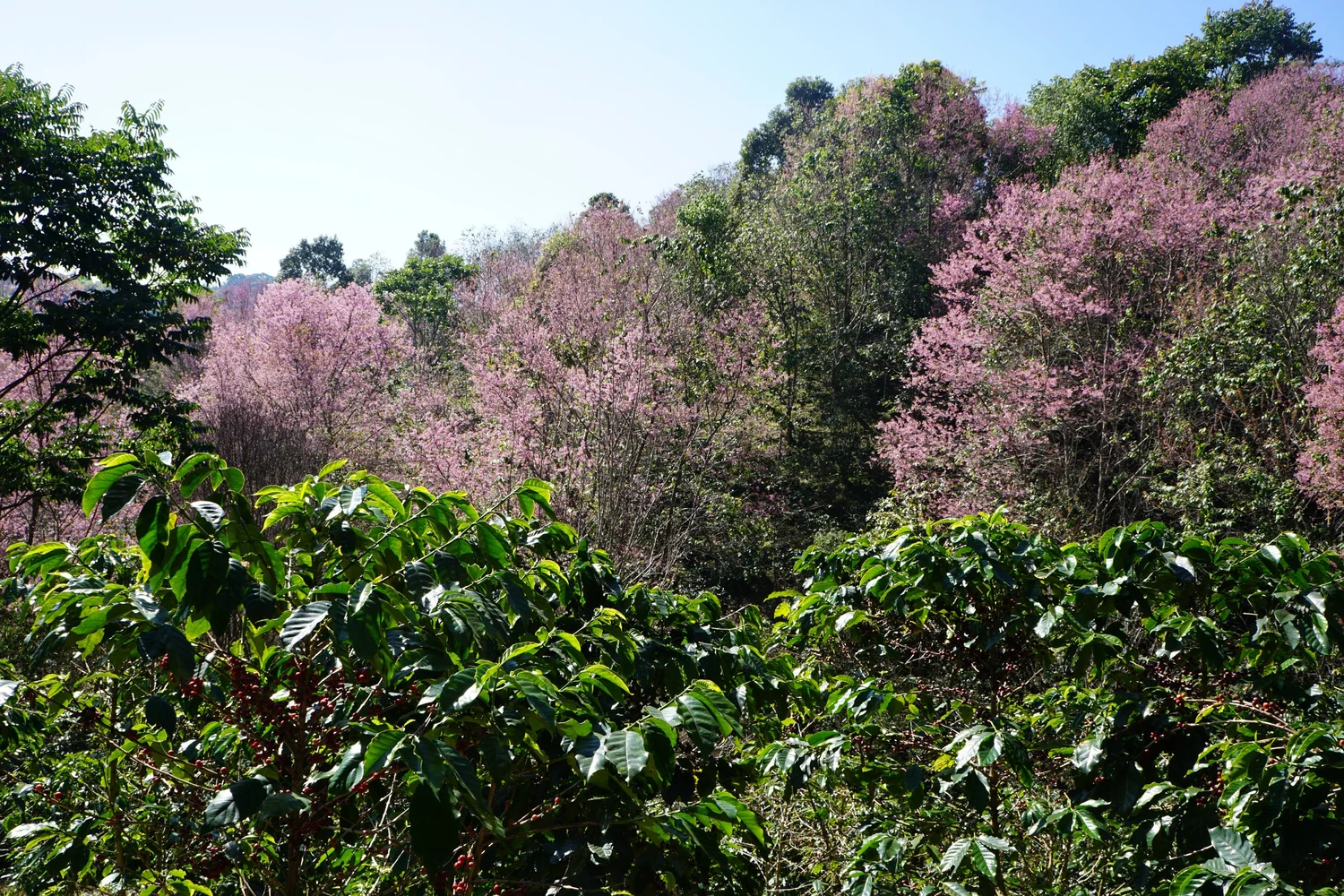 Thailand Huai Chompu, Anaerobic Natural