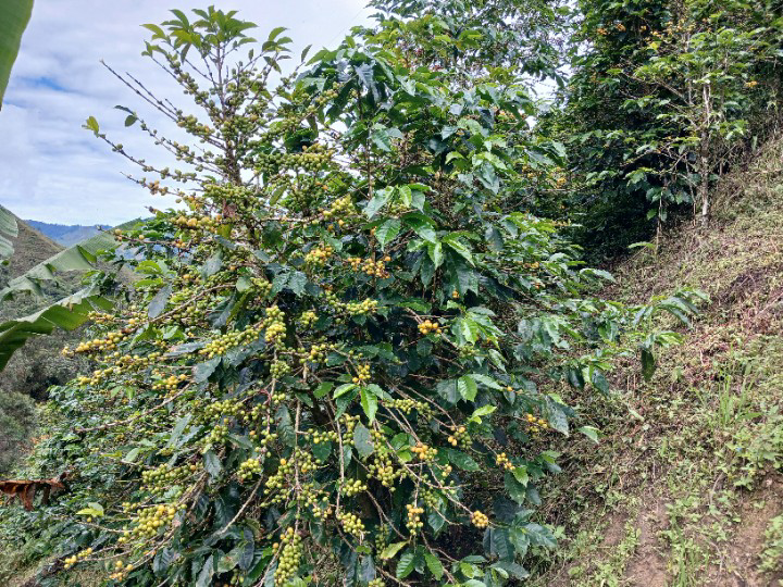 Colombia, Florestales 2, Honey Geisha