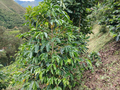 Colombia, Florestales 2, Honey Geisha