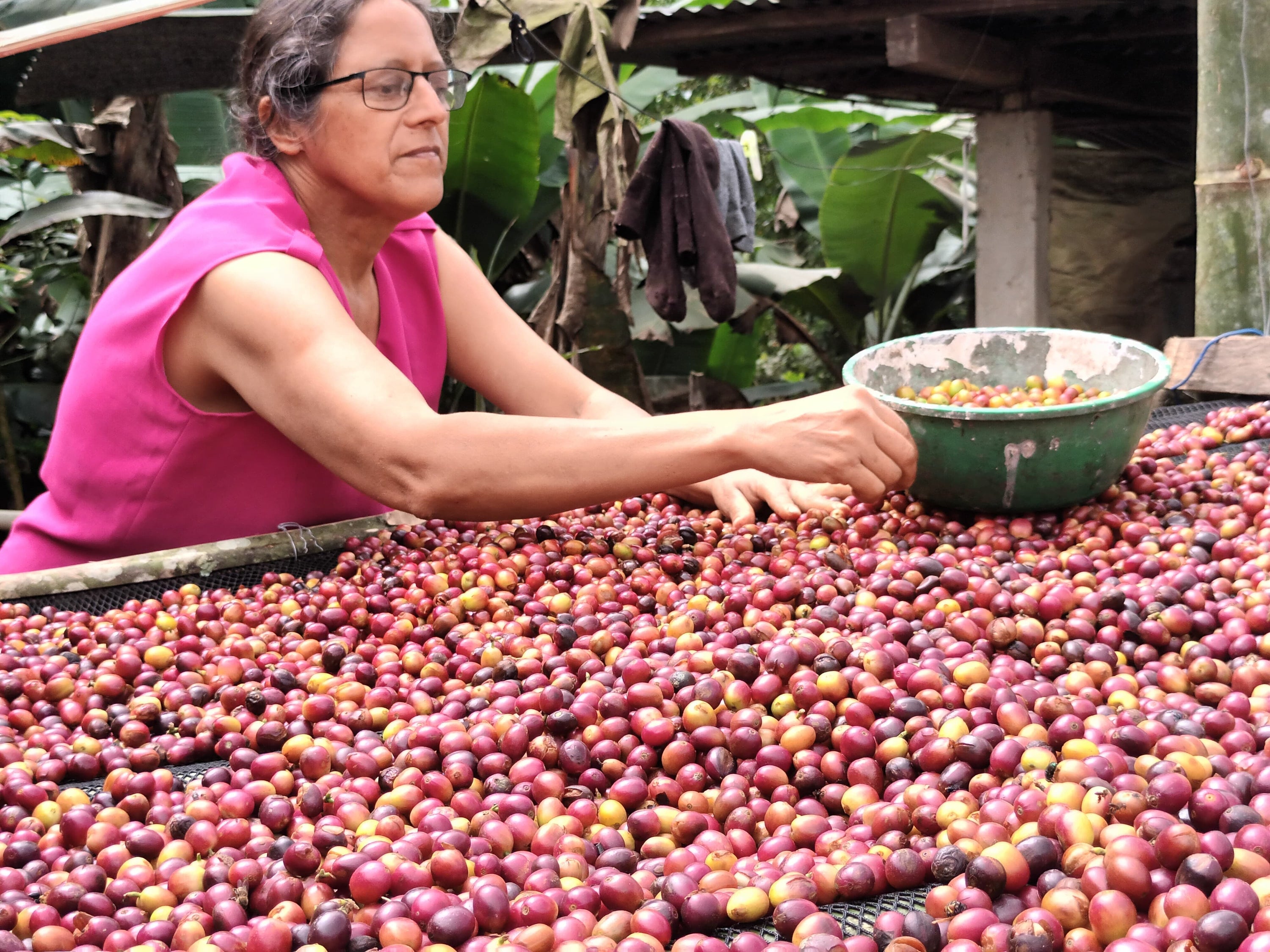 Ecuador Los Romerillos, Mixed Varieties, Washed