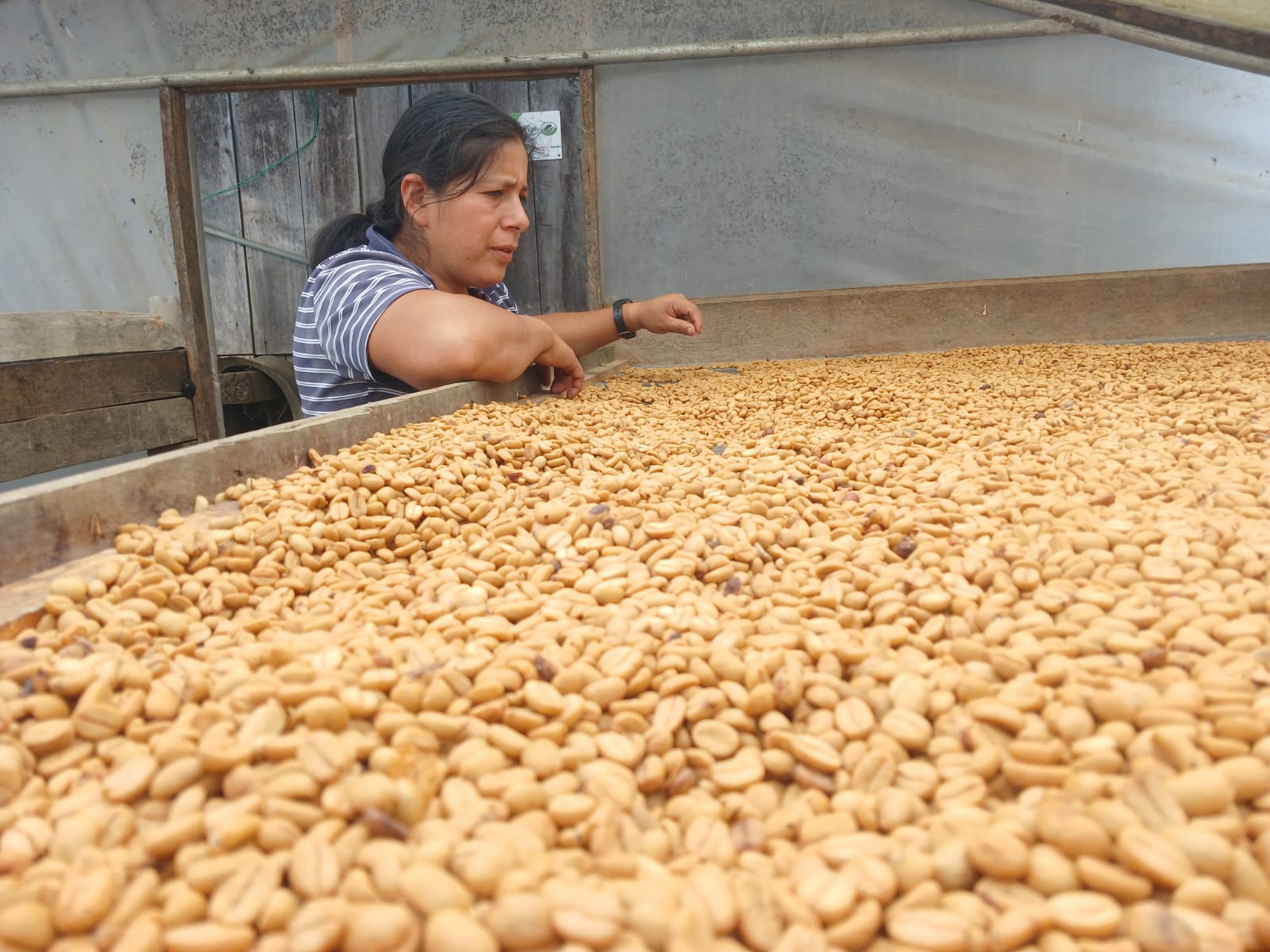 Ecuador Los Romerillos, Mixed Varieties, Washed